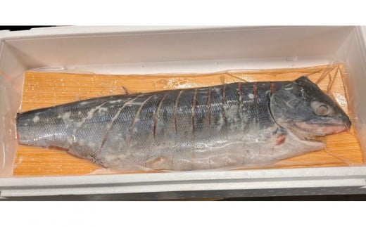 【丸富水産】新巻鮭（半身・切身）　約1.1kg