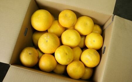 訳あり  愛南ゴールド 8kg  S~Mサイズ みかん 蜜柑  果物 フルーツ 柑橘 グレープフルーツ 河内晩柑 愛媛県 愛南町 愛媛 愛南 和家農園 発送期間：2025年4月15～(なくなり次第終了