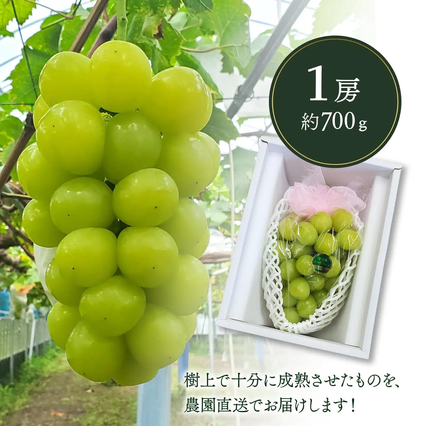 マスカ・サーティーン （1房・約700g）種なしぶどう