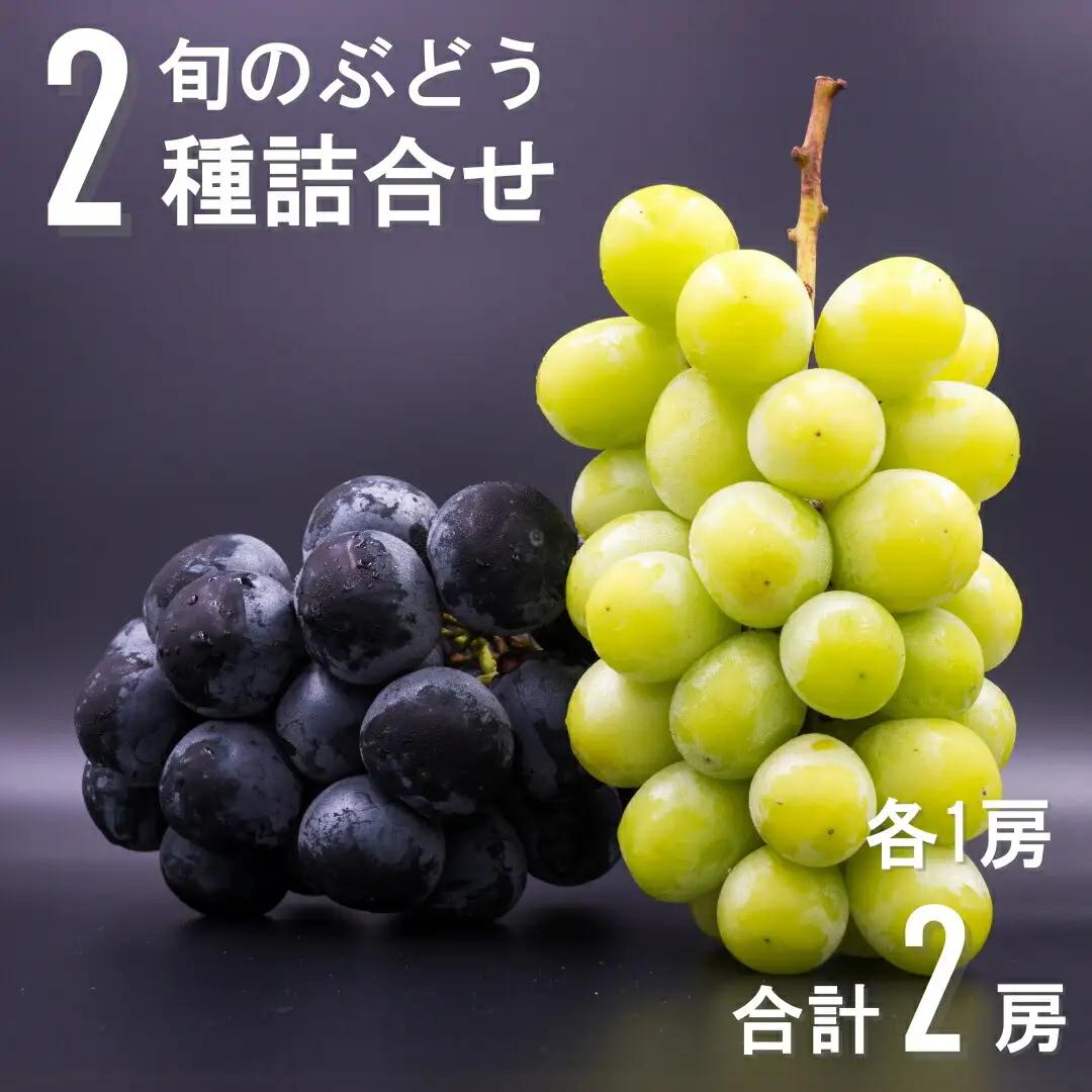 【2026年先行予約】千曲市産 旬のぶどう 2種詰合せ （各1房合計2房）|ぶどう
