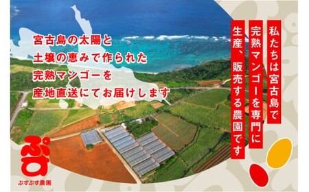 KY001 【ぷすぷす農園】宮古島産完熟マンゴー(家庭用／1キロ／農園直送)