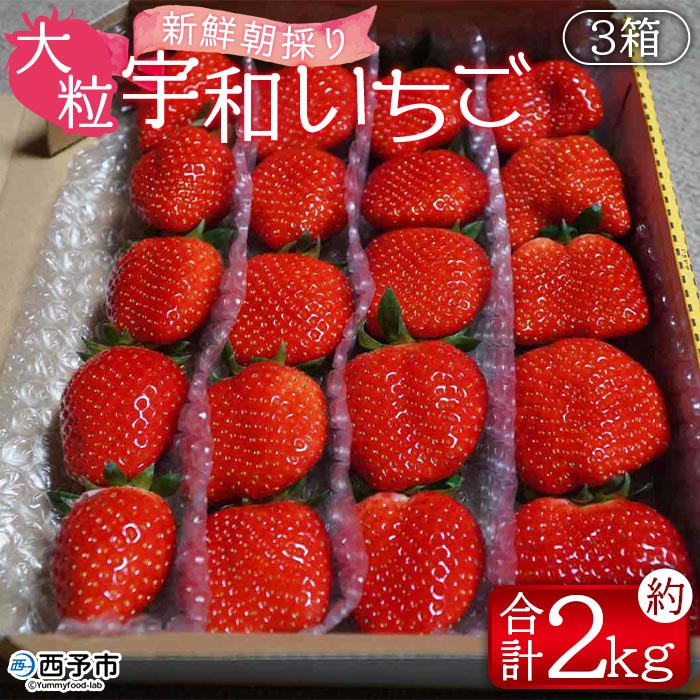
            ＜農家厳選 新鮮朝採り 宇和いちご 大粒 3箱（合計約2kg）＞ イチゴ 苺 果物 フルーツ ストロベリー かおりの かおり野 直送 かんちゃん農園 愛媛県 西予市【冷蔵】『2026年2月上旬～5月末迄に順次出荷予定』
          
