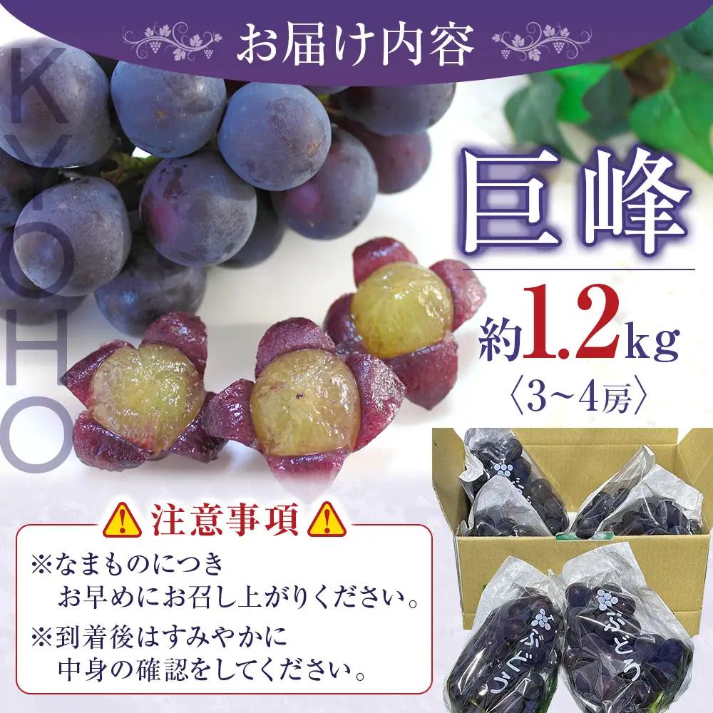 有田産 巨峰 1.2kg 3~4房 フルーツ 巨峰 ［2026年8月下旬以降発送］ 先行予約 和歌山 