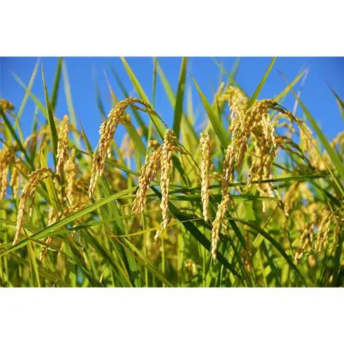 【令和7年産】茨城県産コシヒカリ10kg（5kg×2袋）精米 JA茨城むつみ ／ こしひかり 令和7年 新米 米 お米 おこめ こめ コメ 精米 白米 ご飯 国産米 10kg 10キロ おいしい お取