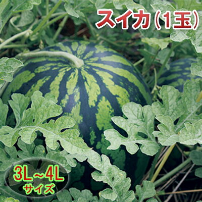 【ふるさと納税】【在庫数限定】スイカ（1玉）約8kg以上 果物類 　お届け：8月上旬～中旬にかけて発送