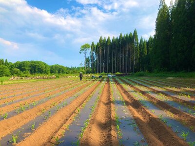 【2026年夏の予約受付開始！】 小林農園のとうもろこし（8～9本セット）信濃町産サニーショコラ｜令和8年8月上旬からのお届け予定　生産者直送 2026年夏出荷分 先行予約【長野県信濃町ふるさと納税】