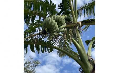 種子島 産 園田バナナ園 アップルバナナ ( 島バナナ ) 2房　NFN529【450pt】