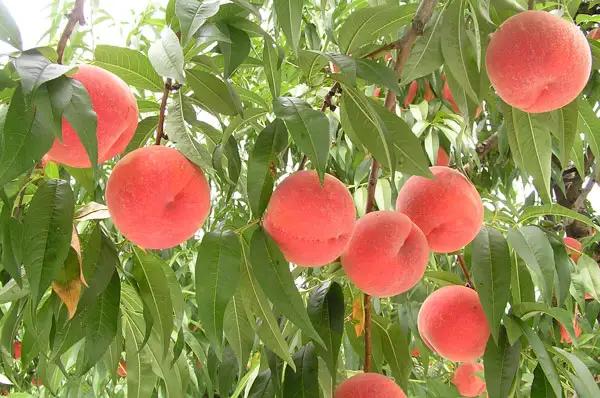 白桃 品種 おまかせ 3kg フルーツ 果物 山形 桃