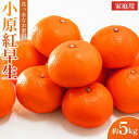 【ふるさと納税】ご家庭向け！真っ赤なお蜜柑「小原紅早生」約5kg | フルーツ 果物 くだもの 食品 人気 おすすめ 送料無料