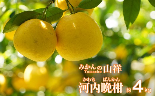 数量限定 先行予約 贈答用 河内晩柑 4kg （ 2L サイズ ） みかん 蜜柑 かわちばんかん 愛南ゴールド 果物 フルーツ 柑橘 ゼリー ジュース ギフト 贈答 プレゼント 贈り物 ビタミン 健康