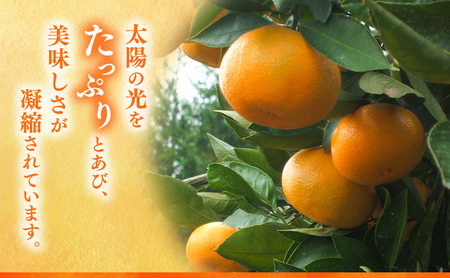 後藤みかん農園 温州みかん 6kg 宮川 片山 果物 くだもの 旬のフルーツ 旬の果物 季節のフルーツ 季節の果物 柑橘 柑橘類 静岡 浜松市