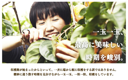 【堀うち農園】どっさり 約7kg 訳あり 富有柿 | フルーツ くだもの 果物 柿 かき カキ デザート 富有柿 奈良県 五條市