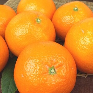 伊予柑(いよかん)[約5kg]和歌山県有田産春みかん (果実サイズおまかせ)【1223181】