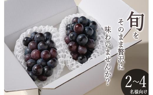 甲州市産 種無し巨峰 2房入（約900g）自然農法【2026年発送】（BNC）B-826【巨峰 ぶどう 大粒 葡萄 ブドウ 種なし 令和8年発送 期間限定 山梨県産 甲州市 フルーツ 果物】