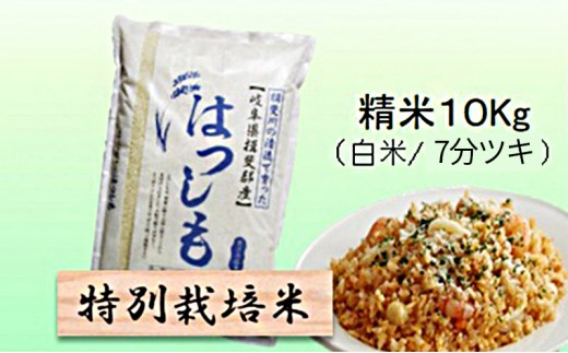 
            【令和7年産】特別栽培米 10kg【白米、7分ツキ】（ハツシモ） [№5644-1577]
          