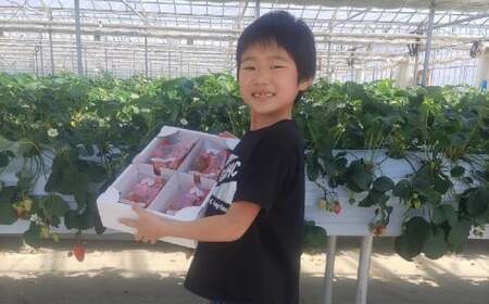 【先行予約】 いちご 紅ほっぺ 約1600g (200g×8パック) いちご
