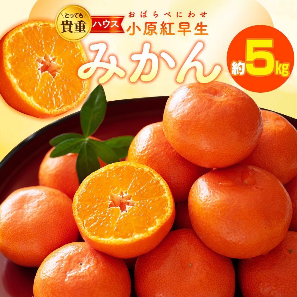 【ふるさと納税】とっても貴重　ハウス小原紅早生みかん　約1kg【2026-6月中旬～2026-8月上旬配送】 | みかん 果物 フルーツ 送料無料 産地直送 食品 柑橘 お取り寄せ 蜜柑 ミカン 香川県 高松市 高品質 濃厚 オリジナル品種 果汁 たっぷり