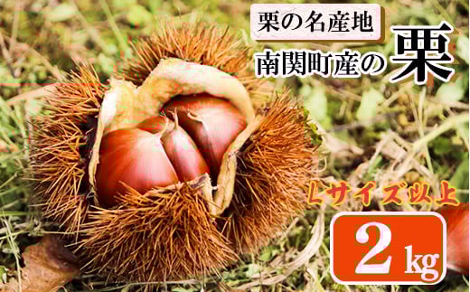 
            栗の名産地・熊本県南関町産の栗 2kg 9月中旬から順次発送
          