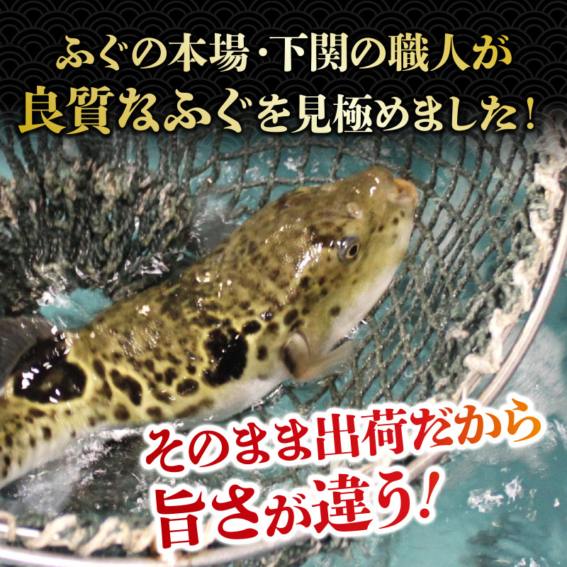 朝獲れ活締め! とらふぐちり鍋 ふぐ皮とヒレ付き てっちり 本場 河豚 関門ふぐ ふぐ鍋 ふぐちり鍋 海鮮鍋 高級魚 鮮魚 本場 下関 山口 冬 旬 お取り寄せ ギフト 贈答 中元 歳暮 お祝い 記念