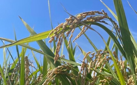 定期便 6ヶ月 米 5kg 令和7年度産 米 ひのひかり 筑後小郡産 農家直送 6回 お米 コメ お楽しみ