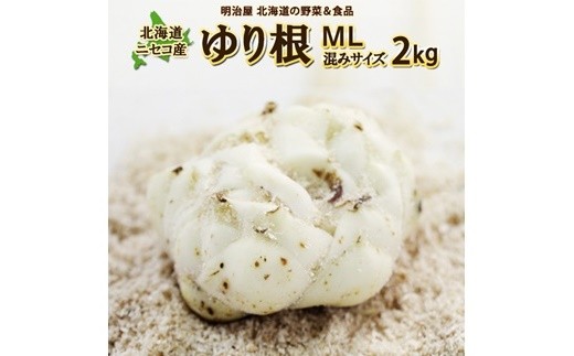 【先行予約】北海道ニセコ町 ゆり根M-L混みサイズ2kg【2026年産】