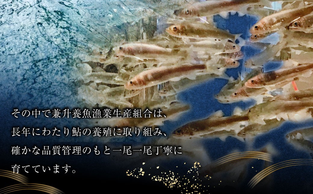 【 とよかわ鮎 】 冷凍 約10kg 厳選鮎使用！ （ 急速冷凍 ）