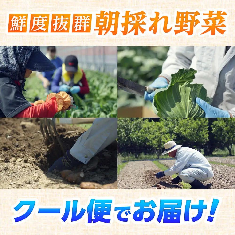 【3回定期便】 土佐の太陽をいっぱいに浴びた旬の野菜セット小 (3回配送) / 野菜 高知【土佐野菜】 [ATBA005]