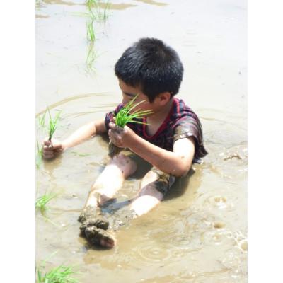 ふるさと納税 五泉市 【味に自信あり】新米令和7年新潟県五泉市四ヶ村産1等新之助　5kg精白米　色彩選別済 |  | 02