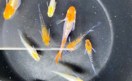 菊まるめだかの【超美人めだか３種セット】計24匹 生き物 メダカ お魚 ペット 