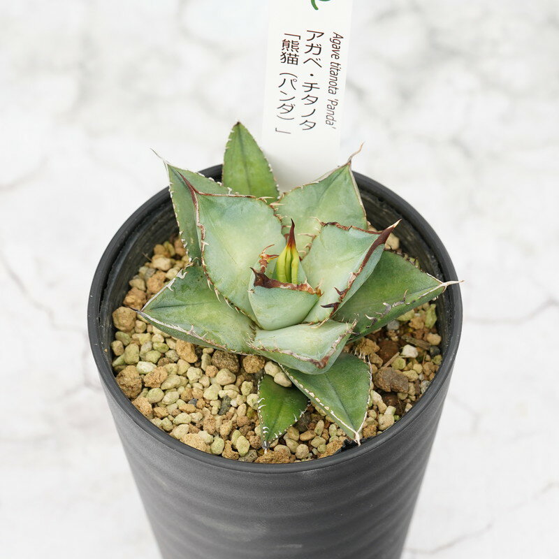 【ふるさと納税】アガベ・チタノタ「熊猫（パンダ）」 3.5号鉢 四国ガーデン 人気 多肉植物 インテリア 観葉植物 グリーン リラックス｜B306