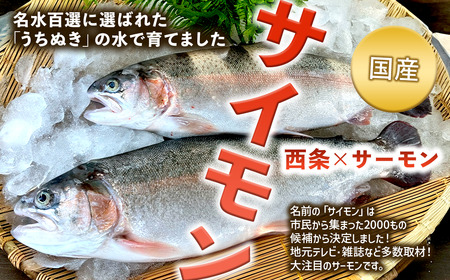 【国産サーモン】西条産陸上養殖サーモン「サイモン」冷凍フィーレ半身分（約500g）【2026年1月～4月発送】