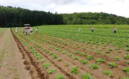 北海道 美深産 とろける甘さの「恋するマロン」冷凍 カットかぼちゃ 4kg(500g×8袋)農の彩北おんねない［KI農園］【 野菜 南瓜 かぼちゃ 栗かぼちゃ カボチャ 惣菜 おかず 】