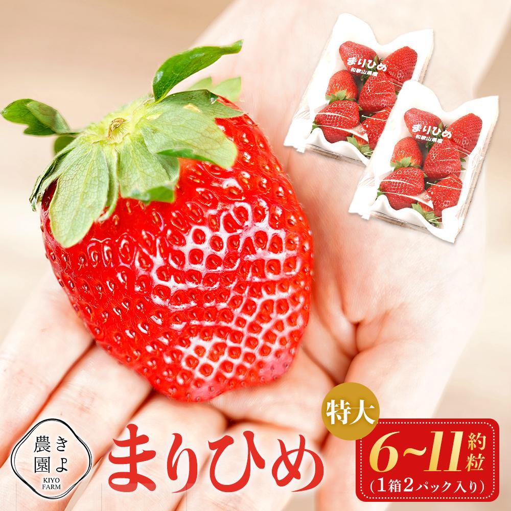 【ふるさと納税】特大まりひめイチゴ 朝摘 6個～11個入×2パック［2026年1月中旬頃より発送］［先行予約］［KT3］ | 苺 いちご フルーツ 果物 くだもの 食品 人気 おすすめ 送料無料