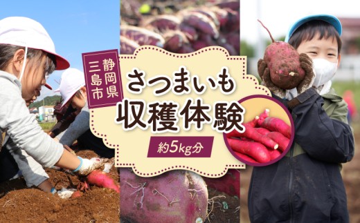 収穫体験 さつまいも 約5kg分 サツマイモ 掘り 収穫 体験 野菜 農業体験 レジャー ファミリー 農作物 静岡 三島