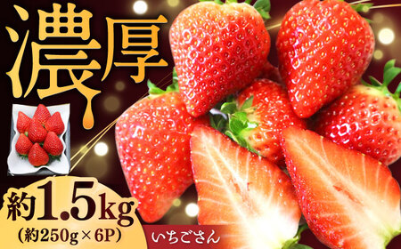 【2026年発送 先行予約】いちごさん 約1.5kg（約250g×6パック） / いちご いちご いちご いちご いちご いちご いちご / 佐賀県 / リフルット株式会社 [41ABAA003]