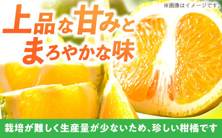 【樹上完熟】スイートスプリング（優品）10kg箱 M-2L ー2026年1月末より発送ー 長与町/つじ梨園[ECO003]  柑橘 スイートスプリング すいーとすぷりんぐ 完熟 10㎏ 大容量 みかん