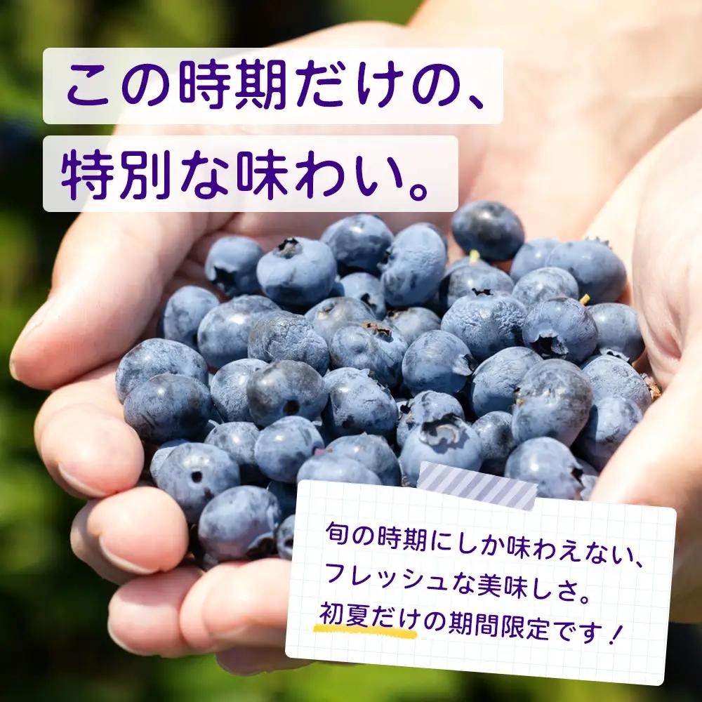 鹿児島県の南国！南大隅町の農園で、ブルーベリー摘み取り体験♪ ブルーベリー摘み取り体験チケット （60分食べ放題） ≪大人1名様分≫ BO-3｜鹿児島県 南大隅町 農園 収穫体験 果物 ブルーベリー 