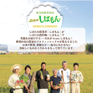 先行予約 野菜 果物 10～13種類 詰め合わせセット 野菜 野菜 新潟 野菜 野菜 C16_01
