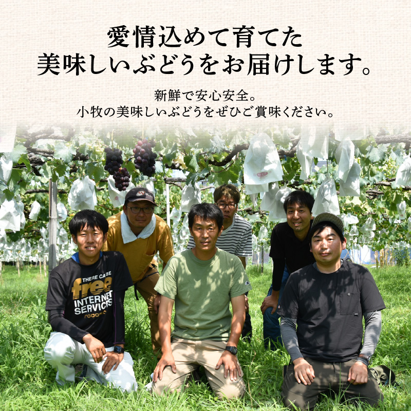 こだわりの種あり巨峰　約2kg（2025年 先行予約）ぶどう