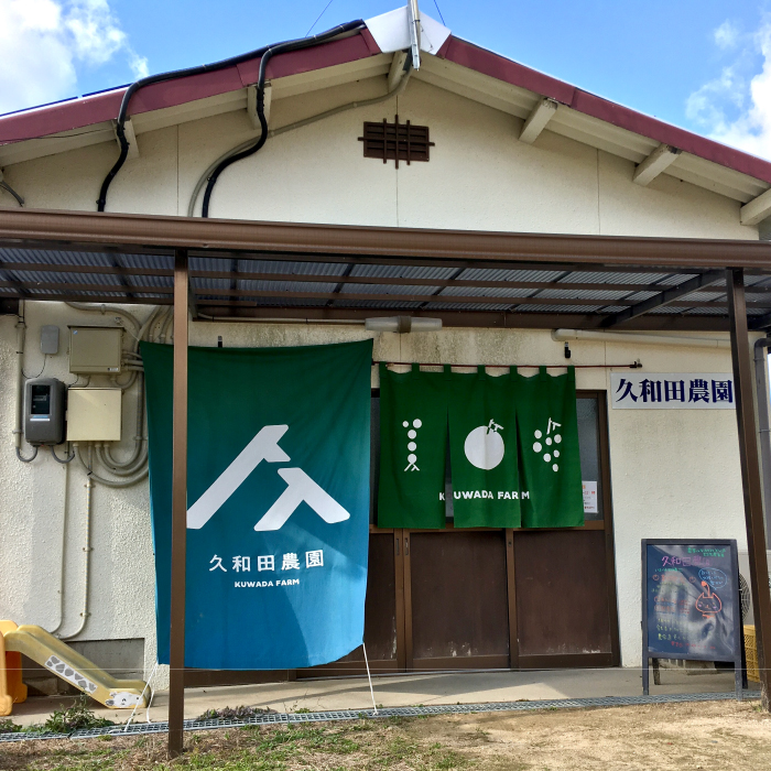【2025年先行受付】数量限定 ぶどう ＜久和田農園＞ 朝採り クイーンセブン 2房 果物 フルーツ 先行予約 久和田農園 広島 三原 034005