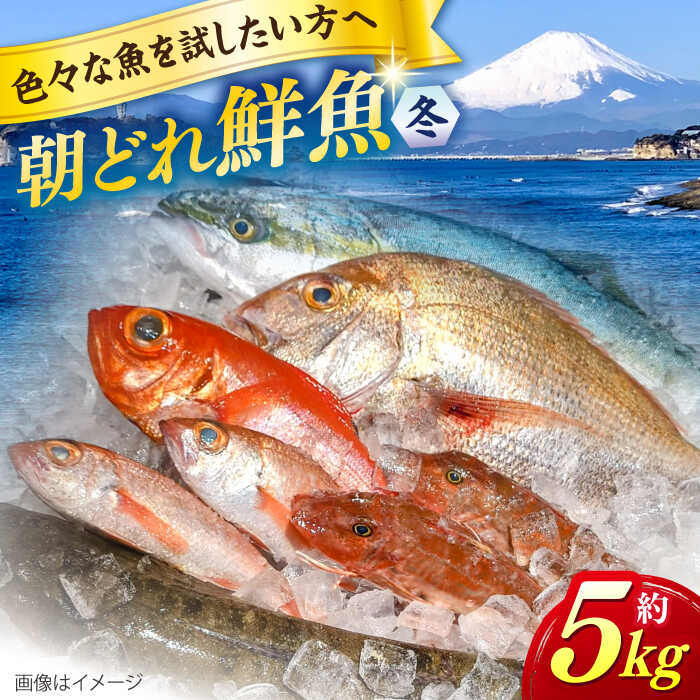 【ふるさと納税】【先行予約】【季節限定】冬の朝どれ 鮮魚おまかせセット 約5kg 魚 さかな 鮮魚 セット おまかせ 朝どれ 朝獲れ 新鮮 【有限会社勘網】[AKDX004] 40000円 4万円