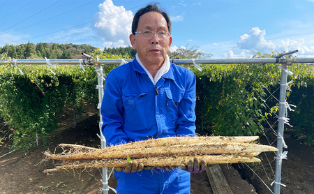 自然薯　2本1組　化粧箱入り　新潟　にいがた　上越