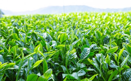 P555-04 堀江銘茶園 粉末緑茶 4袋