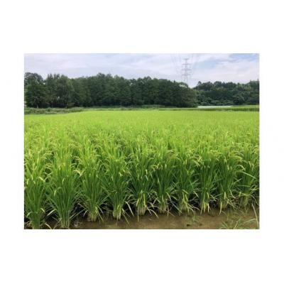 ふるさと納税 甲佐町 ★令和8年11月から発送予定★甲佐町　上田晋也さんが育てた美味しいお米【玄米30kg】ZA |  | 03