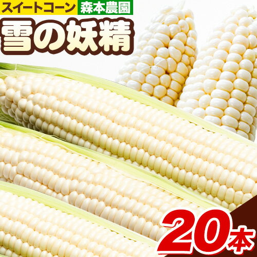【ふるさと納税】 【2026年先行予約】 森本農園 とうもろこし 「雪の妖精」 20本セット トウモロコシ スイートコーン セット 雪の妖精 朝どれ 朝採れ もぎたて 新鮮 生でも食べられる たっぷり BBQ 北海道産 当別産 北海道 石狩 森本農園