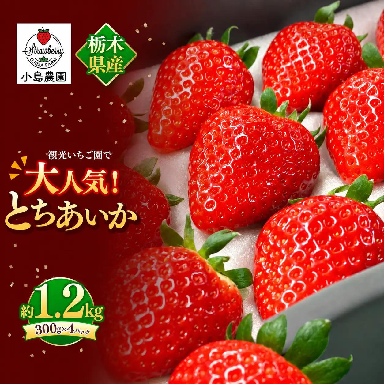 【2027年先行予約】観光農園で大人気！とちあいか 約1.2kg