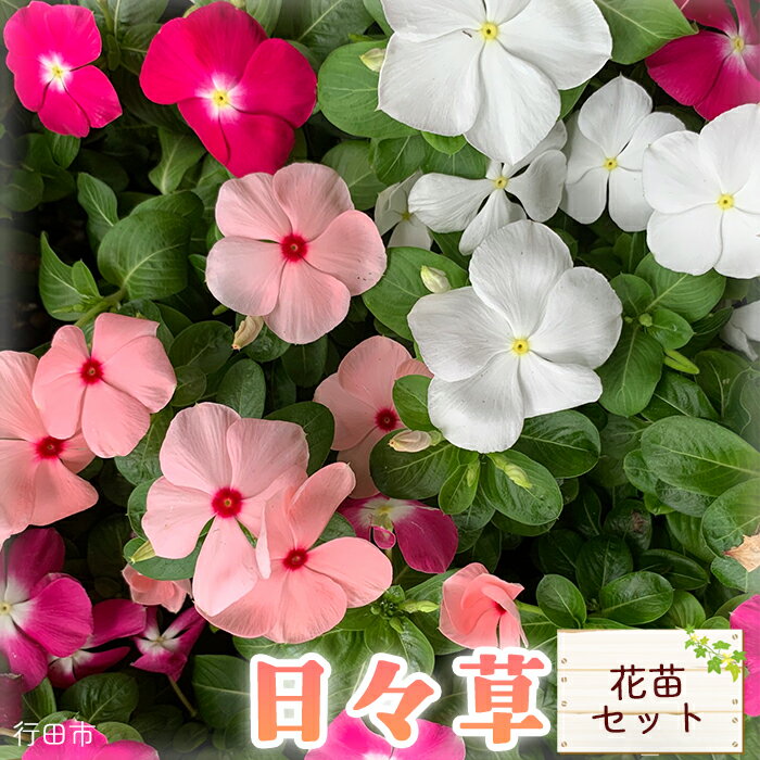 【ふるさと納税】日々草　花苗セット ／ 日々草 花苗 庭 ベランダ 観賞用 花植え MIX 鉢植え 手引き付き 初心者向け 彩り 植物 育て方 おうちガーデン お花 ガーデニング 鑑賞 送料無料 埼玉県 No.023