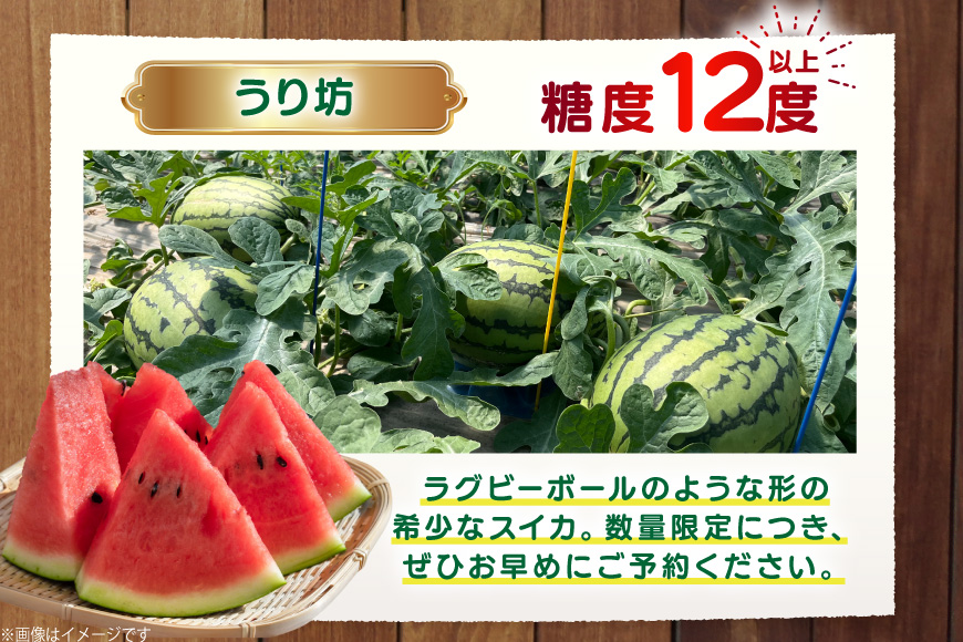 AJ460 【令和8年度出荷分】 湧水の里 モリファーム 小玉スイカ うり坊 3L 4kg 1玉 [ 先行予約 数量限定 小玉 うり坊 スイカ 西瓜 フルーツ 果物 長崎 長崎県 島原市 ]_イメージ