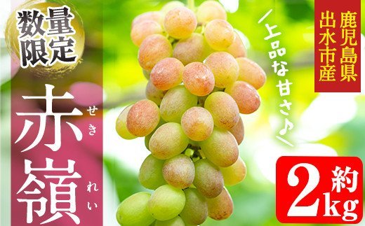 i348 【年内発送】≪数量・期間限定≫赤嶺(セキレイ) (計約2kg) ぶどう グレープ 果物 くだもの フルーツ 葡萄 旬 糖度 上品な甘さ 歯ごたえ 冷蔵 【山門ぶどう園】