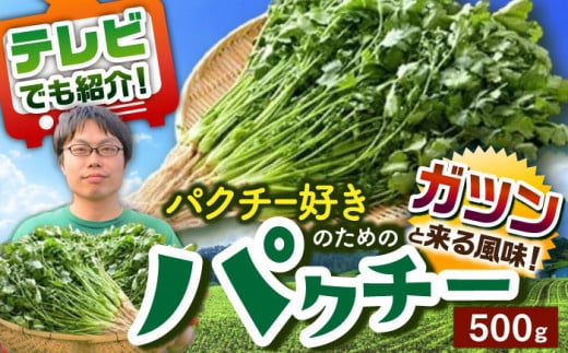 ＜満天☆青空レストランでご紹介＞パクチー好きのためのパクチー 500g /ハーブ 香菜 野菜 パクチー 香り ハーブ料理 エスニック アジアン サラダ 生春巻き 人気 テレビ 紹介 佐賀県 武雄市 /江口農園[UBF008]